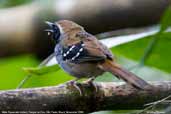 Male Squamate Antbird, Parque do Zizo, São Paulo, Brazil, November 2006 - click for larger image