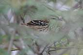 Female Stripe-backed Antbird, Chapada Diamantina, Bahia, Brazil, July 2002 - click for larger image