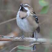 Male Stripe-backed Antbird, Chapada Diamantina, Bahia, Brazil, July 2002 - click for larger image