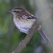 Female Stripe-backed Antbird, Boa Nova, Bahia, Brazil, July 2002 - click for larger image