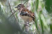 Male Stripe-backed Antbird, Jeremoabo, Bahia, Brazil, March 2004 - click for larger image