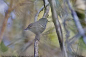 Male Band-tailed Antwren, Porto Seguro, Bahia, Brazil, November 2008 - click for larger image