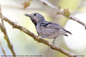 Male Band-tailed Antwren, Porto Seguro, Bahia, Brazil, November 2008 - click for larger image