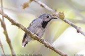 Male Band-tailed Antwren, Porto Seguro, Bahia, Brazil, November 2008 - click for larger image