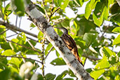 Long-billed Woodcreeper, Sani Lodge, Sucumbios, Ecuador, November 2019 - click for larger image