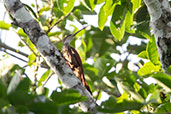 Long-billed Woodcreeper, Sani Lodge, Sucumbios, Ecuador, November 2019 - click for larger image