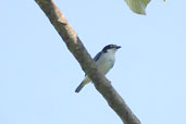 Male Hooded Tanager, Palmarí, Amazonas, Brazil, September 2003 - click for larger image