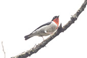 Cherry-throated Tanager, Espirito Santo, Brazil, October 2022 - click for larger image