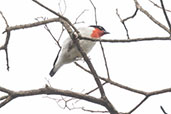 Cherry-throated Tanager, Espirito Santo, Brazil, October 2022 - click for larger image