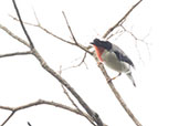 Cherry-throated Tanager, Espirito Santo, Brazil, October 2022 - click for larger image