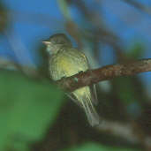 Saffron-crested Tyrant-manakin, BR 174 - Km 44, Manaus, Brazil, July 2001 - click for larger image