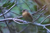 Cinnamon Tyrant-manakin, Thaimaçu, Pará, Brazil, April 2003 - click for larger image