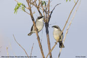 White-banded  Tanager, Chapada Diamantina, Bahia, Brazil, October 2008 - click for larger image