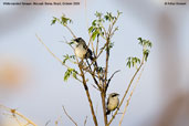 White-banded  Tanager, Chapada Diamantina, Bahia, Brazil, October 2008 - click for larger image