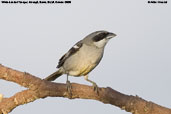 White-banded  Tanager, Chapada Diamantina, Bahia, Brazil, October 2008 - click for larger image