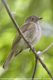 Pale-bellied Tyrant-manakin, Tamandaré, Pernambuco, Brazil, October 2008 - click for larger image