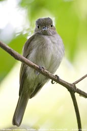 Pale-bellied Tyrant-manakin, Tamandaré, Pernambuco, Brazil, October 2008 - click for larger image