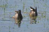 Rosy-billed Poachard, Rio Grande do Sul, Brazil, August 2004 - click for larger image