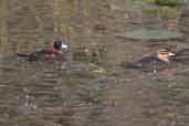 Male and female Masked Duck, Aguas de São Pedro, São Paulo, Brazil, August 2004 - click for larger image