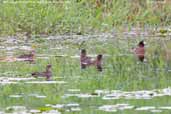 Masked Duck, REGUA, Rio de Janeiro, Brazil, November 2006 - click for larger image