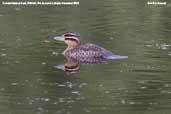 Female Masked Duck, REGUA, Rio de Janeiro, Brazil, November 2006 - click for larger image