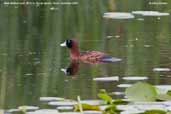 Male Masked Duck, REGUA, Rio de Janeiro, Brazil, November 2006 - click for larger image