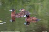 Masked Duck, REGUA, Rio de Janeiro, Brazil, November 2006 - click for larger image