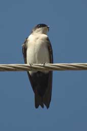 Blue-and-white Swallow, Aguas de São Pedro, São Paulo, Brazil, August 2004 - click for larger image