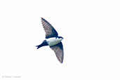 Blue-and-white Swallow, Rio Blanco, Caldas, Colombia, April 2012 - click for larger image