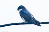 Blue-and-white Swallow, Otun-Quimbaya, Risaralda, Colombia, April 2012 - click for larger image