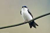 Blue-and-white Swallow, Otun-Quimbaya, Risaralda, Colombia, April 2012 - click for larger image