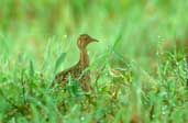 Spotted Nothura, Jaborandi, Bahia, Brazil, February 2002 - click for larger image