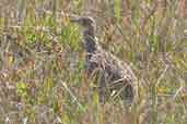 Spotted Nothura, Rio Grande do Sul, Brazil, August 2004 - click for larger image