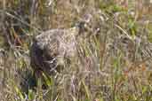 Spotted Nothura, Rio Grande do Sul, Brazil, August 2004 - click for larger image