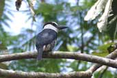 White-necked Puffbird, Guajará-Mirim, Rondônia Brazil, March 2003 - click for larger image