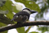 White-necked Puffbird, Guajará-Mirim, Rondônia Brazil, March 2003 - click for larger image