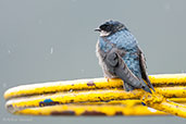 Brown-bellied Swallow, Chingaza NP, Cundinamarca, Colombia, April 2012 - click for larger image
