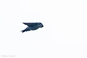 Brown-bellied Swallow, Rio Blanco, Caldas, Colombia, April 2012 - click for larger image