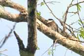 Brown-banded Puffbird, Borba, Amazonas, Brazil, August 2004 - click for larger image