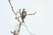 Brown-banded Puffbird, Borba, Amazonas, Brazil, August 2004 - click for larger image