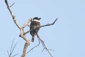 Brown-banded Puffbird, Borba, Amazonas, Brazil, August 2004 - click for larger image