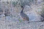 Ornate Tinamou, Putre, Chile, February 2007 - click for larger image