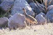 Ornate Tinamou, Putre, Chile, February 2007 - click for larger image