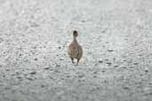 Chilean Chilean Tinamou, Alto Bio-Bio, Chile, November 2005 - click for larger image