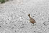 Chilean Chilean Tinamou, Alto Bio-Bio, Chile, November 2005 - click for larger image