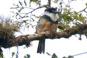 Buff-bellied Puffbird, Intervales, São Paulo, Brazil, April 2004 - click for larger image