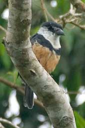 Buff-bellied Puffbird, Intervales, São Paulo, Brazil, April 2004 - click for larger image