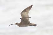 Hudsonian Whimbrel, Concon, Chile, November 2005 - click for larger image