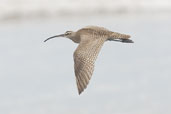 Hudsonian Whimbrel, Concon, Chile, November 2005 - click for larger image