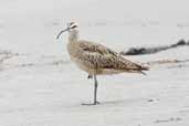 Hudsonian Whimbrel, Concon, Chile, November 2005 - click for larger image